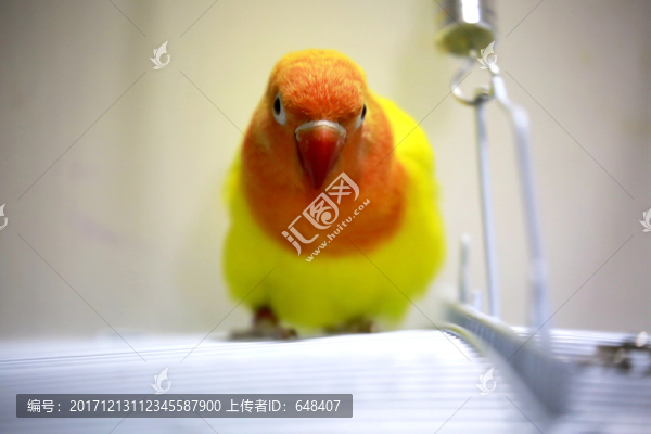 鸚鵡