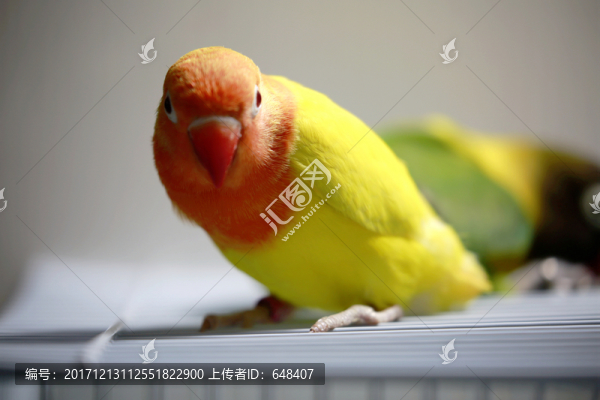 鸚鵡