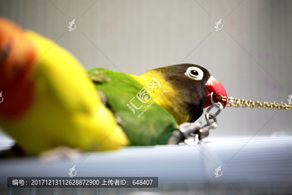 鸚鵡