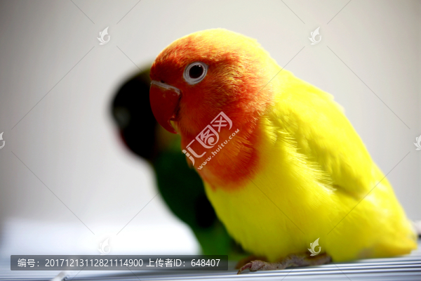 鸚鵡