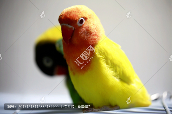 鸚鵡