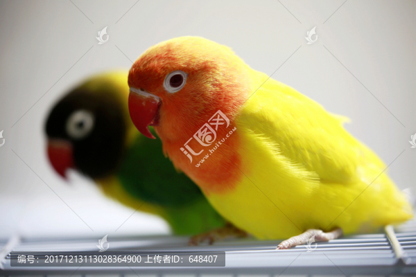 鸚鵡