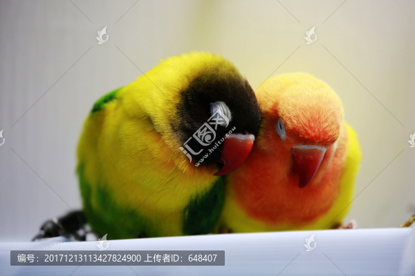 鸚鵡