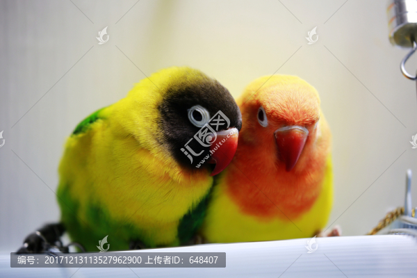 鸚鵡
