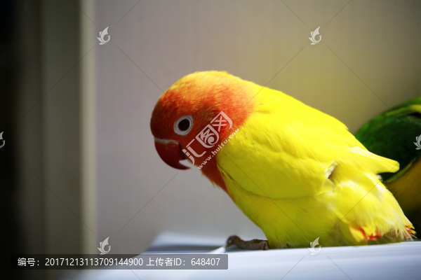 鸚鵡