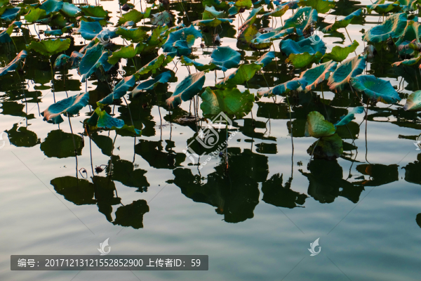 荷塘