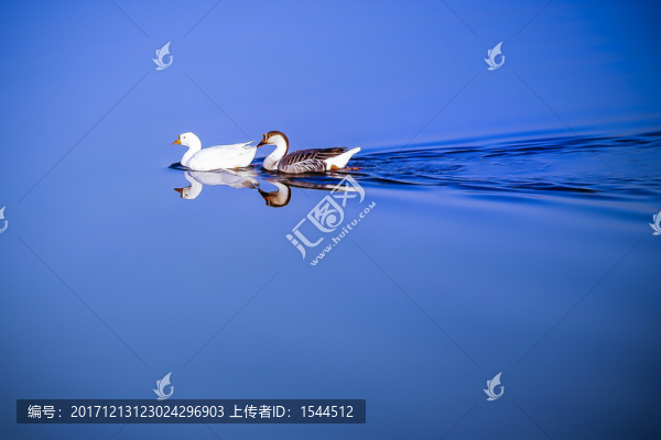 野鴨子