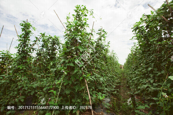 有機(jī)蔬菜種植