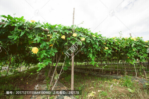 蔬菜種植