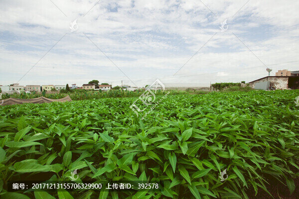 蔬菜種植