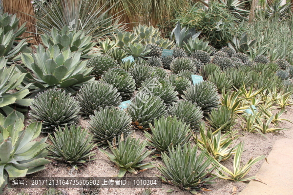 廈門植物園5