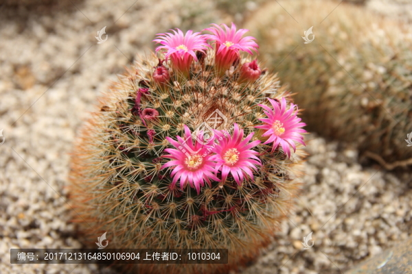 仙人球花