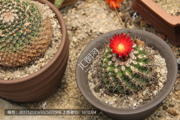 仙人球花
