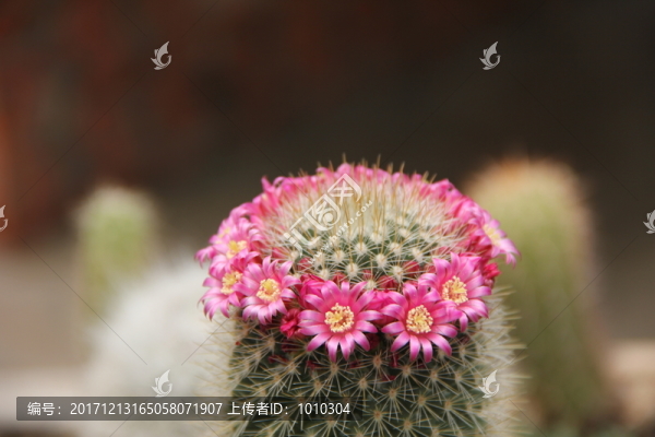 仙人掌花,（2）