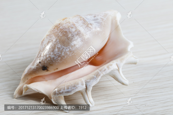 海螺
