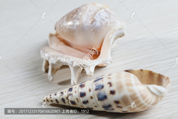 海螺