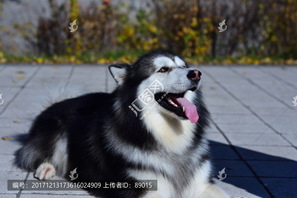 高清,,,阿拉斯加雪橇犬