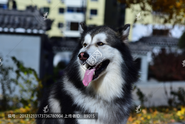 高清,,阿拉斯加雪橇犬
