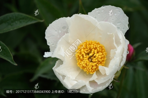芍藥花