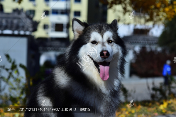 高清,阿拉斯加雪橇犬