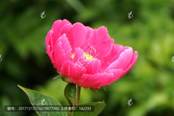 芍藥花