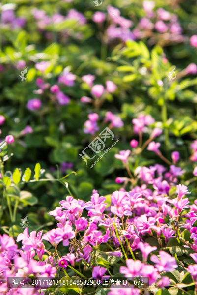 紫色小花