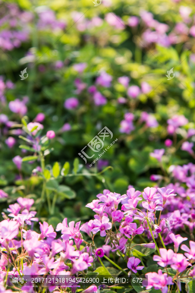 紫色小花