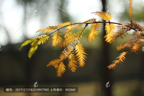 晚秋的紅豆杉特寫