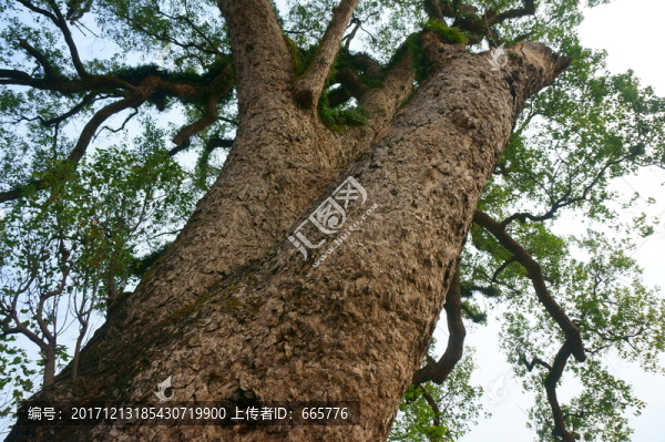 古大樹
