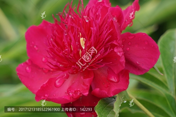 芍藥花