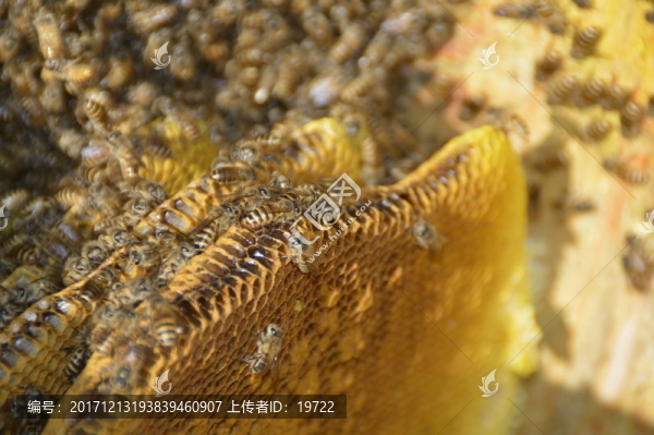 蜜蜂