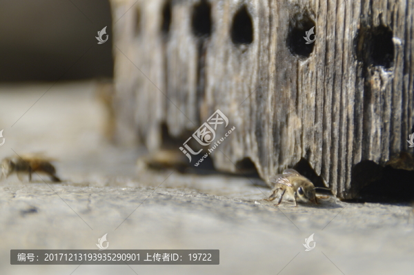 蜜蜂,蜂巢