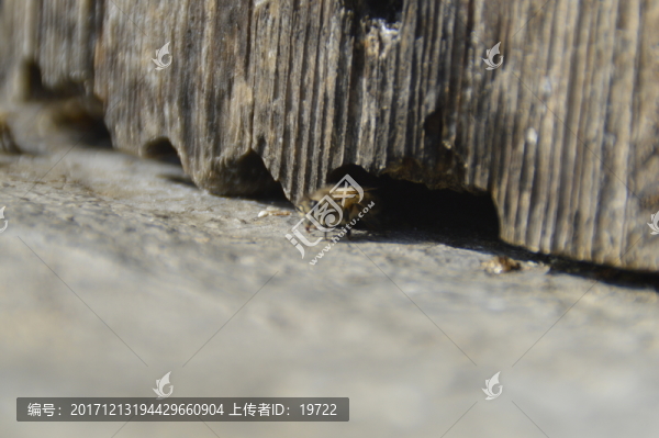 蜜蜂,蜂巢