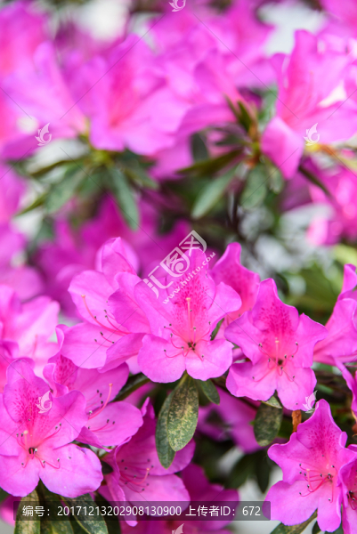 杜鵑花