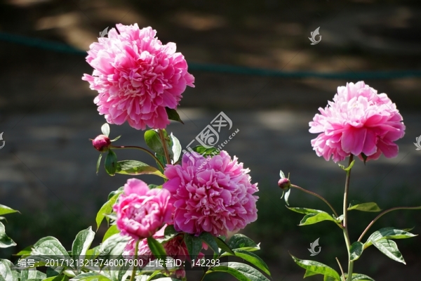 芍藥花