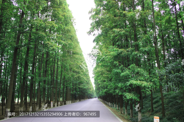 撐天大樹(shù)