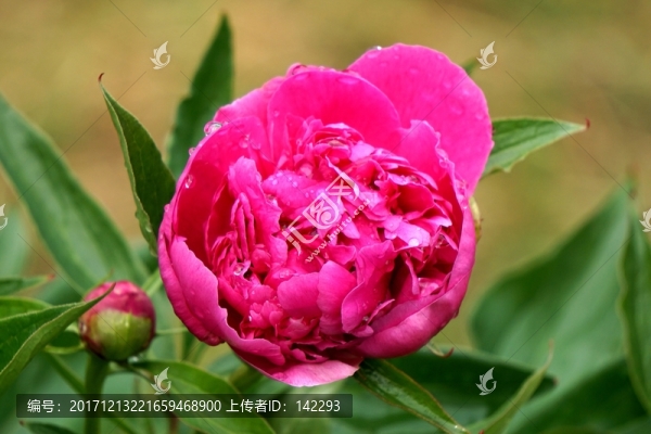 芍藥花