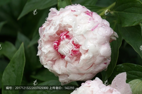 芍藥花