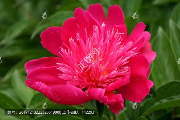 芍藥花