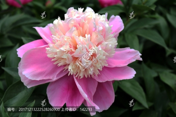 芍藥花