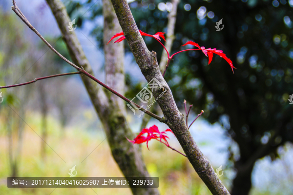 紅葉