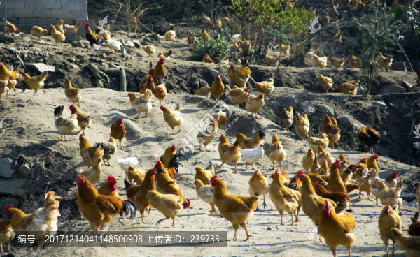 養(yǎng)土雞