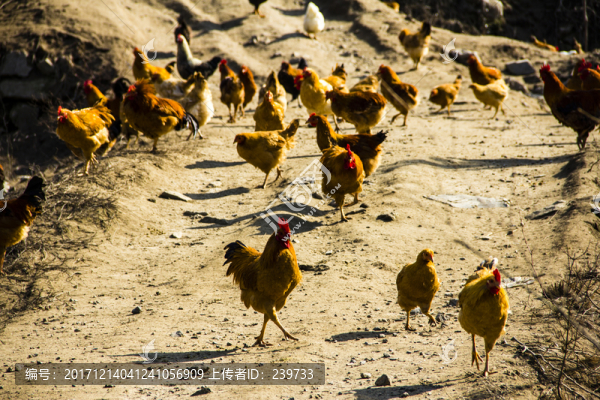養(yǎng)雞場