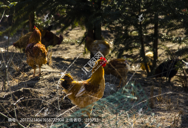 養(yǎng)雞場(chǎng)