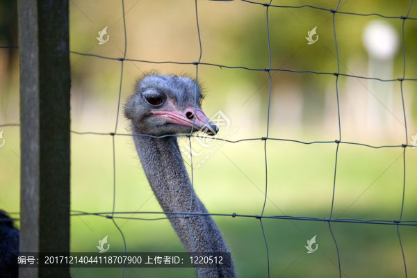 鳥(niǎo)