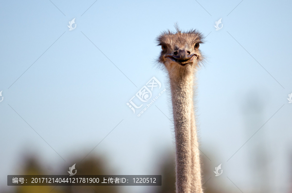 鳥