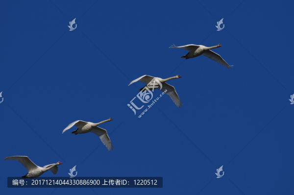 飛行