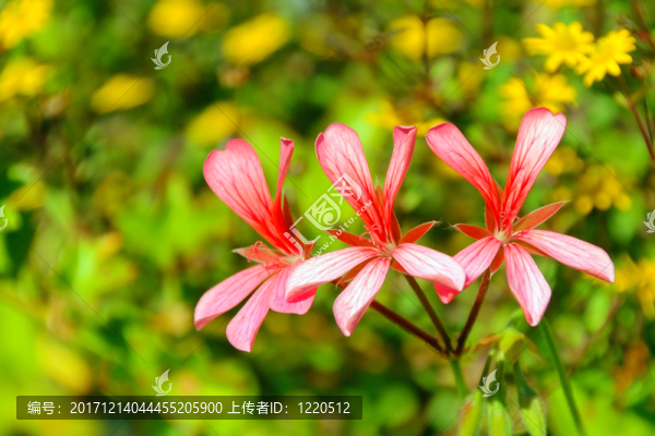 花園