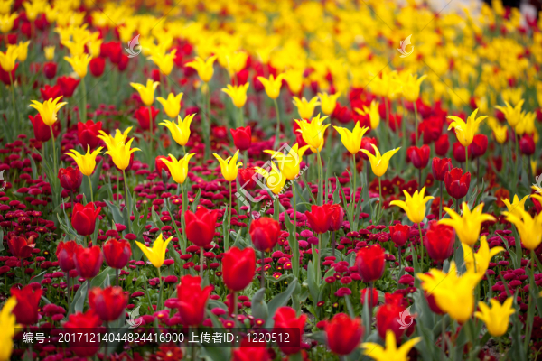 郁金香和雛菊