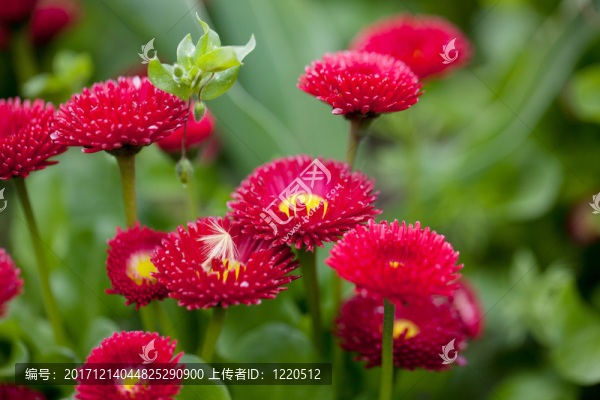 雛菊